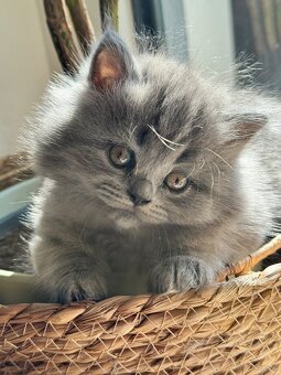 BKH und BLH Kitten - 5