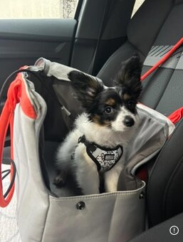 Papillion, kontinentaler Zwergspaniel  - Welpen - 5