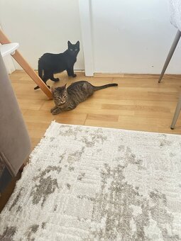 Europäisch Kurzhaar Kätzchen - 5