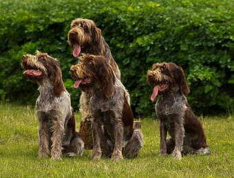 Spinone italiano - 5
