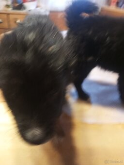 Mischlings Welpen - 5