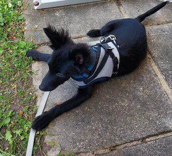 CHIHUAHUA FREUNDE  AUFGEPASST - 5