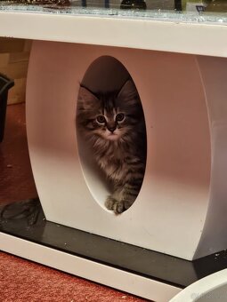 Norwegische Waldkatzen Mix Babykatze - 5