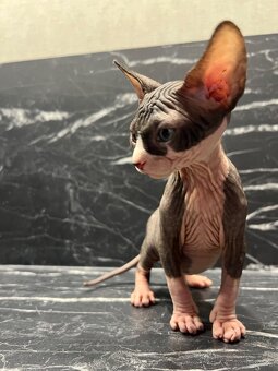 Reservierung Don Sphynx Kätzchen (ohne Stammbaum) - 5