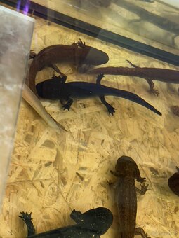 Axolotl mit aquarium - 5