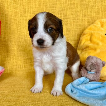 Kooikerhondje Welpen - 5