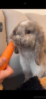 Minilop-Kaninchen 🐰🩷 - 5