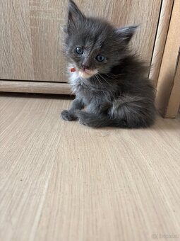 Maine Coon Kitten - 5