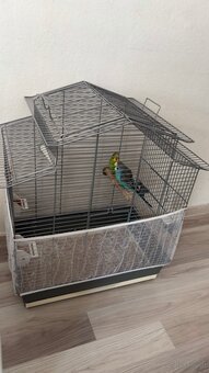 2 Wellensittiche mit Käfig und Zubehör - 5