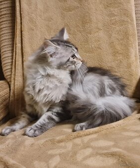 Maine Coon Kitten suchen Herzensplätze - 5