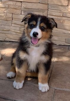 Australian shepherd - 5
