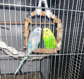 2 Wellensittiche inkl. Käfig und Zubehör - 5