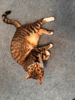 Kater sucht liebevolles neues Zuhause - 5