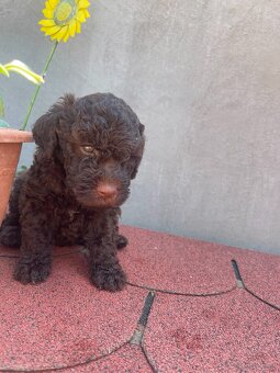 LAGOTTO ROMAGNOLO 🐶 - 5