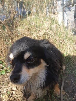 CHIHUAHUA Rüde zu vergeben - 5