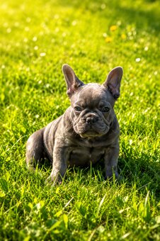 Französische Bulldoggen-Hündin mit Stammbaum - 5