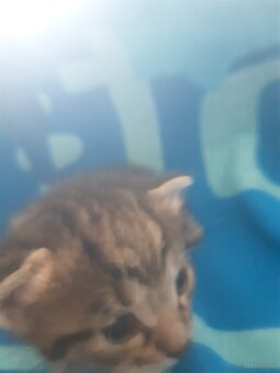 Mama Katze und Baby Madchen - 5