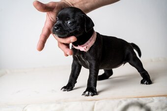 Staffordshire Bullterrier welpen zu kaufen - 5