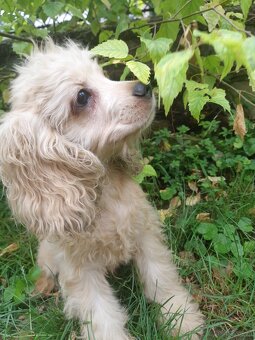 SPANIEL- FREUNDE AUFGEPASST - 5