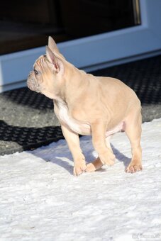 Französischen Bulldoggen Welpen mit Stammbaum - 5