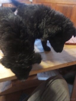 Mischlings Welpen - 5