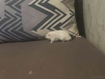 Hamster - 5