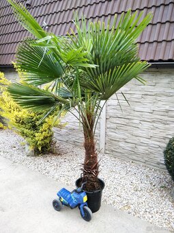 Winterharten palmen Trachycarpus Fortunei - 5