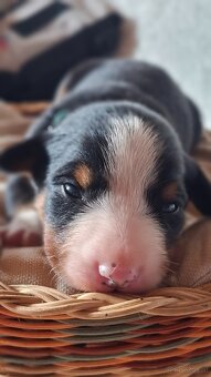 Appenzeller Sennenhund - Welpen mit Stammbaum - 5