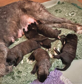 Irischer Wolfshund - Welpen zu verkaufen - 5