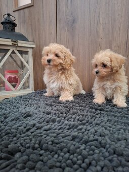 Maltipoo mini - 5