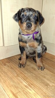 Beauceron mit Stammbaum - 5