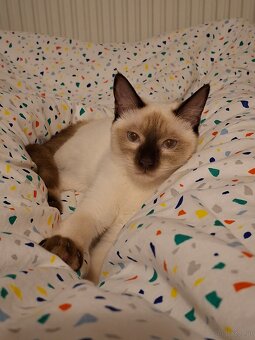 1,5 jährige Siamkatze - 5