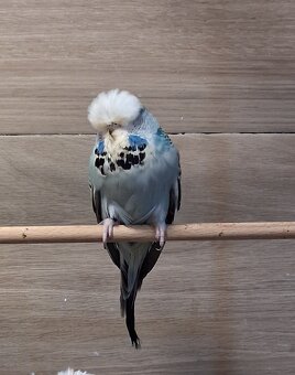 Schau wellensittiche - 5