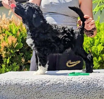 Portuguese Water Dog Puppies - 5