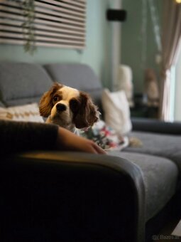 Charlie sucht seinen Herzensplatz 🐶🤍 - 5