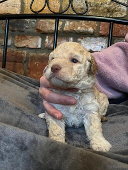 Lagotto Romagnolo - 5