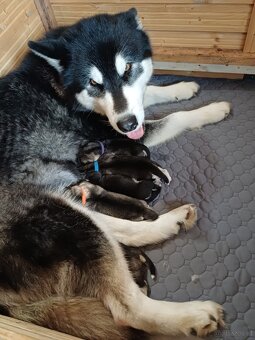 Alaskan Malamute – Welpen mit FCI-Papiere - 5