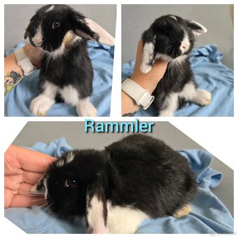 Mini Lop Kaninchen - 5