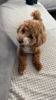 🐶 Maltipoo Welpe sucht liebevolles Zuhause - 5