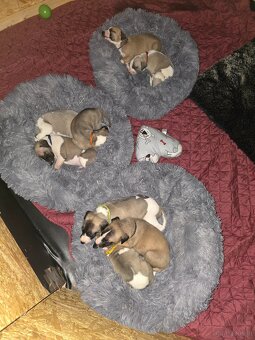 Whippet Welpen mit Papieren - 5