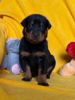 Beauceron-Welpen - 5