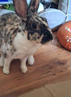 Hope, ihr Bub  und ihr Enkerl suchen Bestplatz - 5