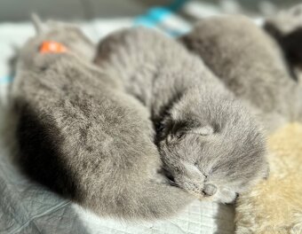 BKH Kitten - 5