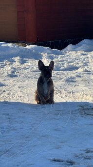 Französischen Bulldoggen Welpen mit Stammbaum - 5