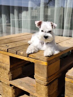 Schnauzer White miniatúrne - 5