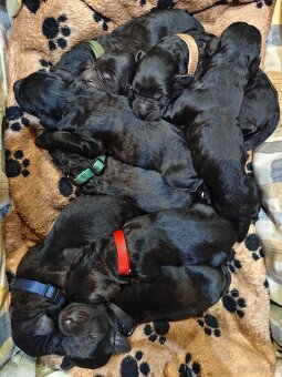 Schwarzer Russischer Terrier – liebevoll aufgezogene Welpen - 5