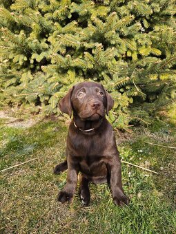 Labrador Welpen mit Stammbaum - 5