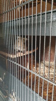 Degus 9 Monate alt mit Käfig und Zubehör - 5