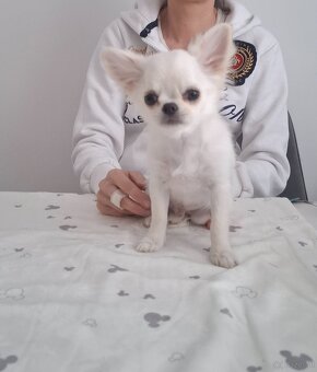 Chihuahua mit stammbaum - 5