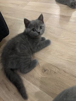 Bkh kitten - 5